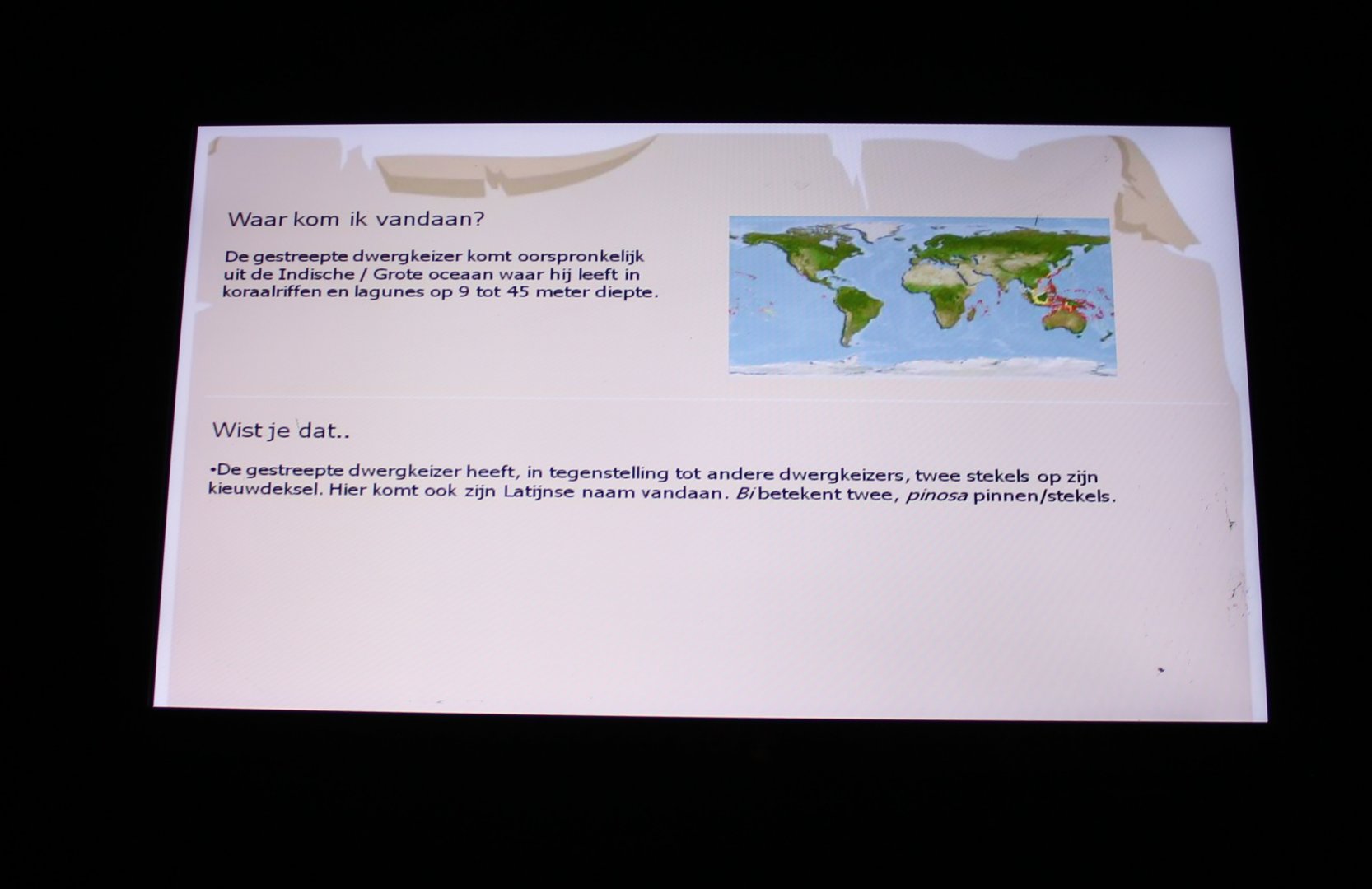 Info Two-spined angelfish