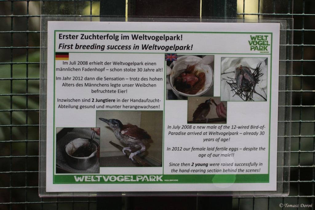 Information about 12-wired Bird-of-Paradise breeding