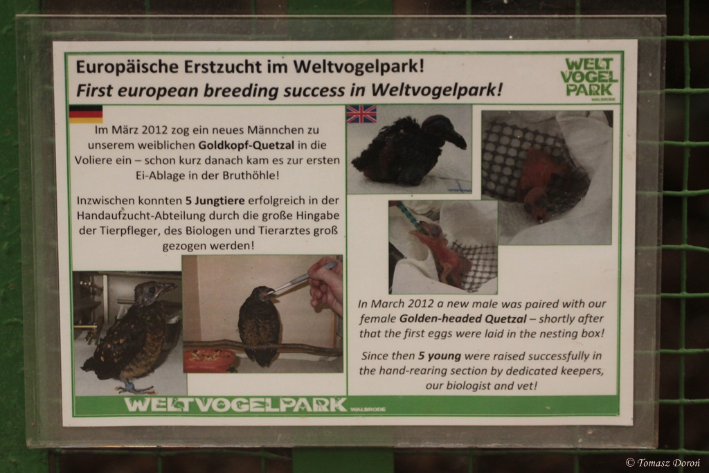 Information about Quetzal breeding