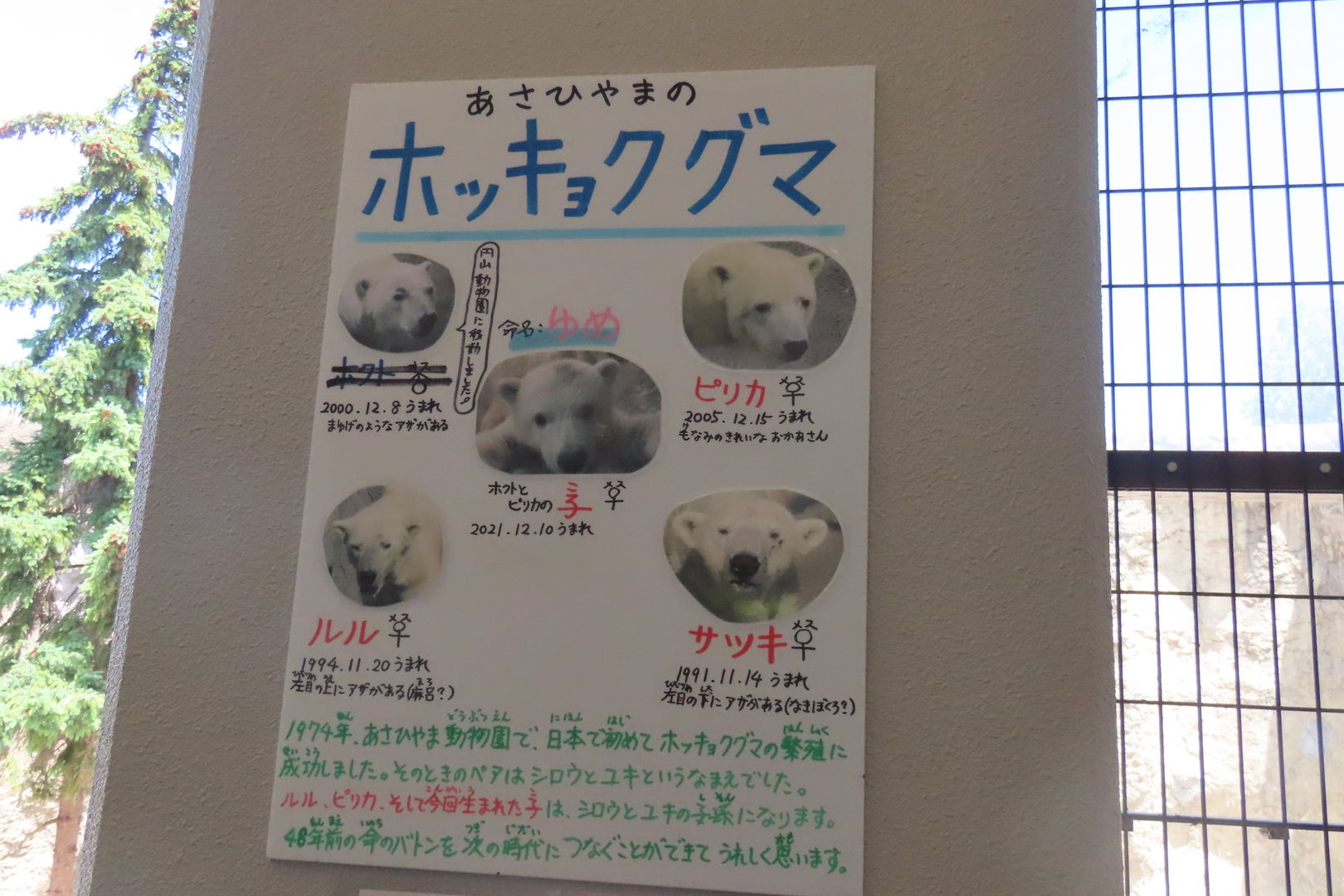 Information about the 4 individuals