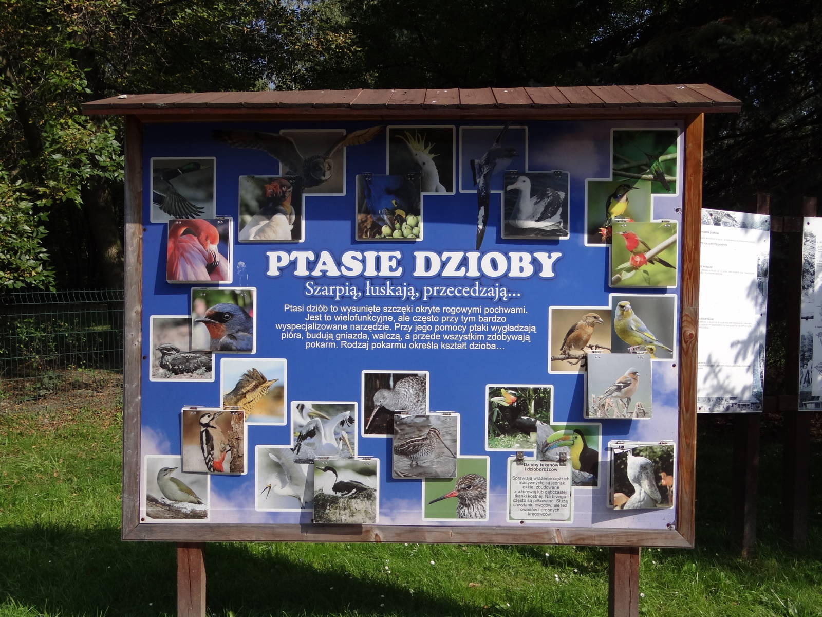 Information board about beaks