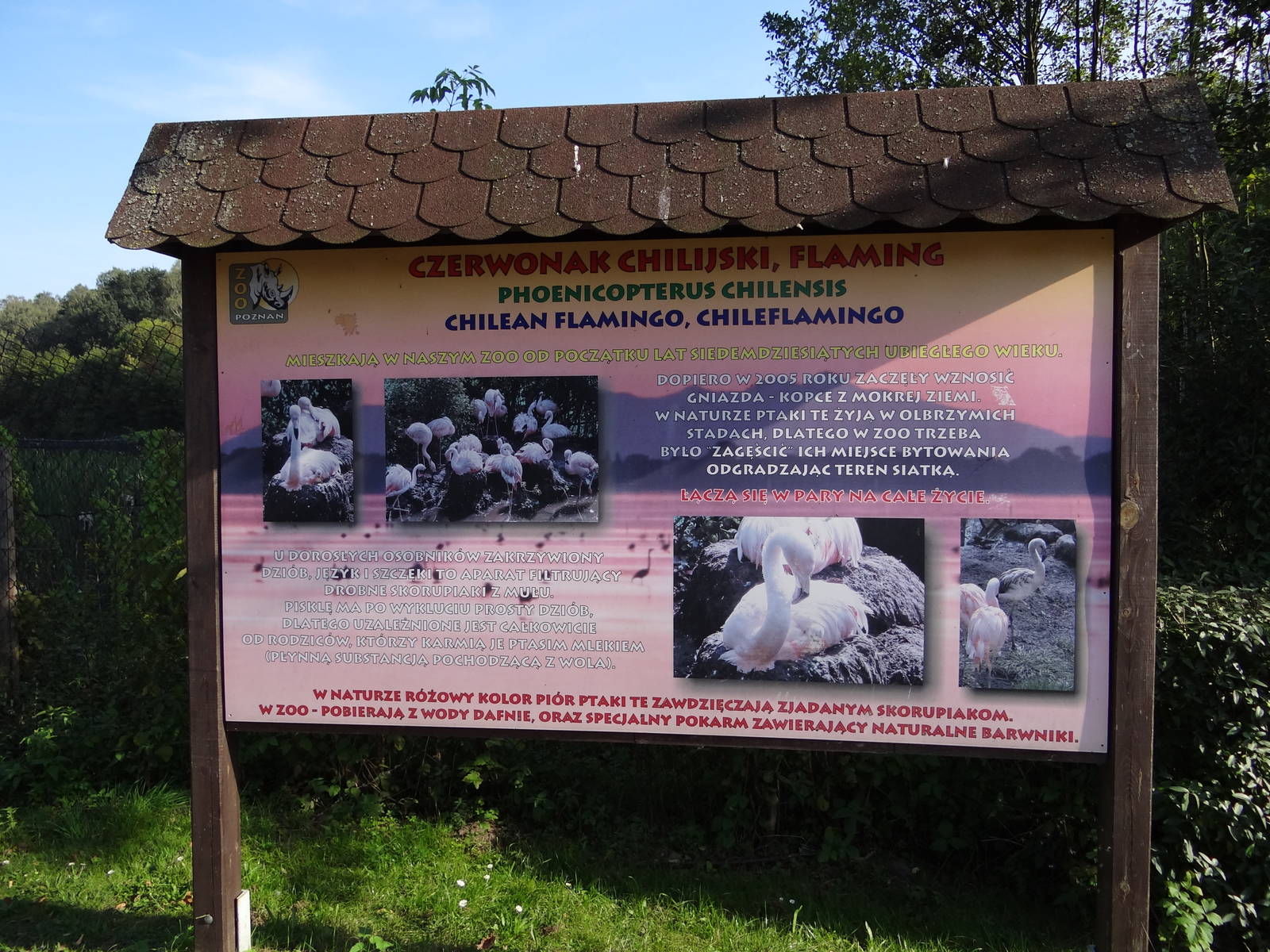 Information board about flamingos