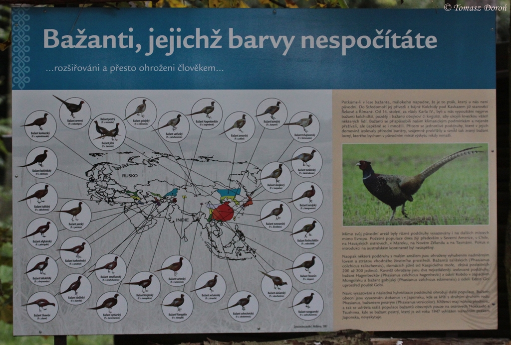 Information-board about Phasianus colchicus subspecies