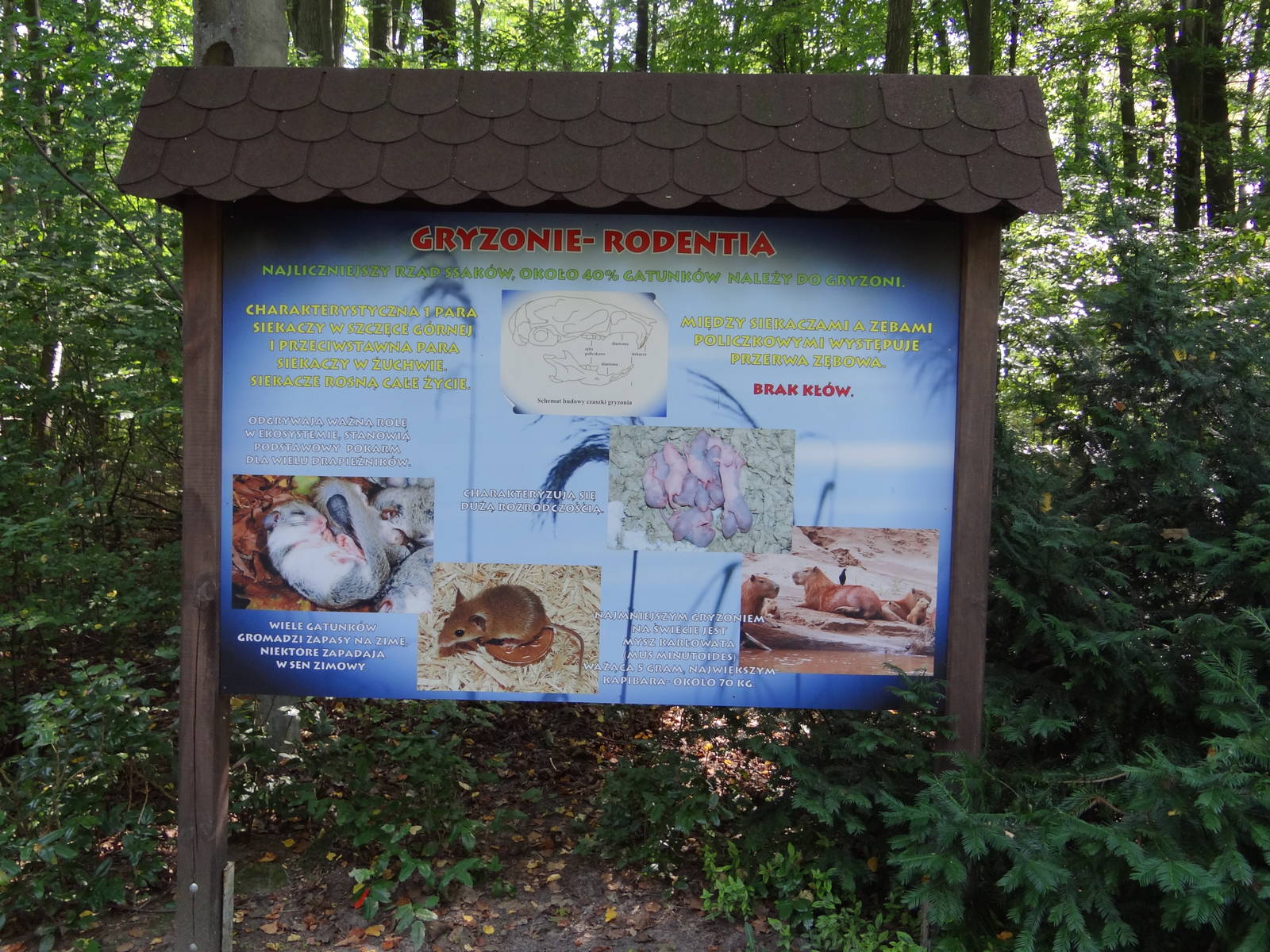 Information board about rodents