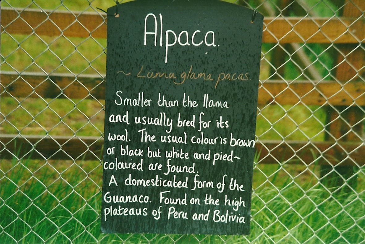 Information board for newly arrived Alpacas 27th May 2000