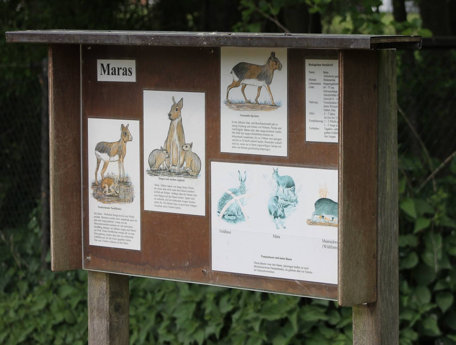 Information-board Patagonian cavy