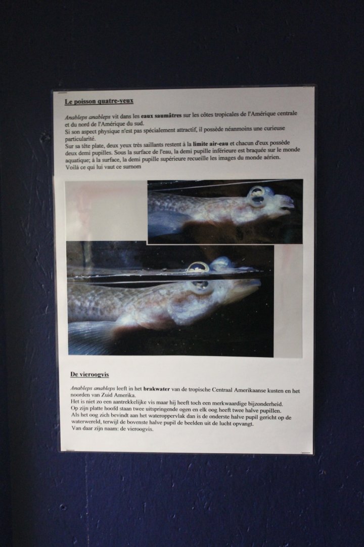 Information Four-eyed fish