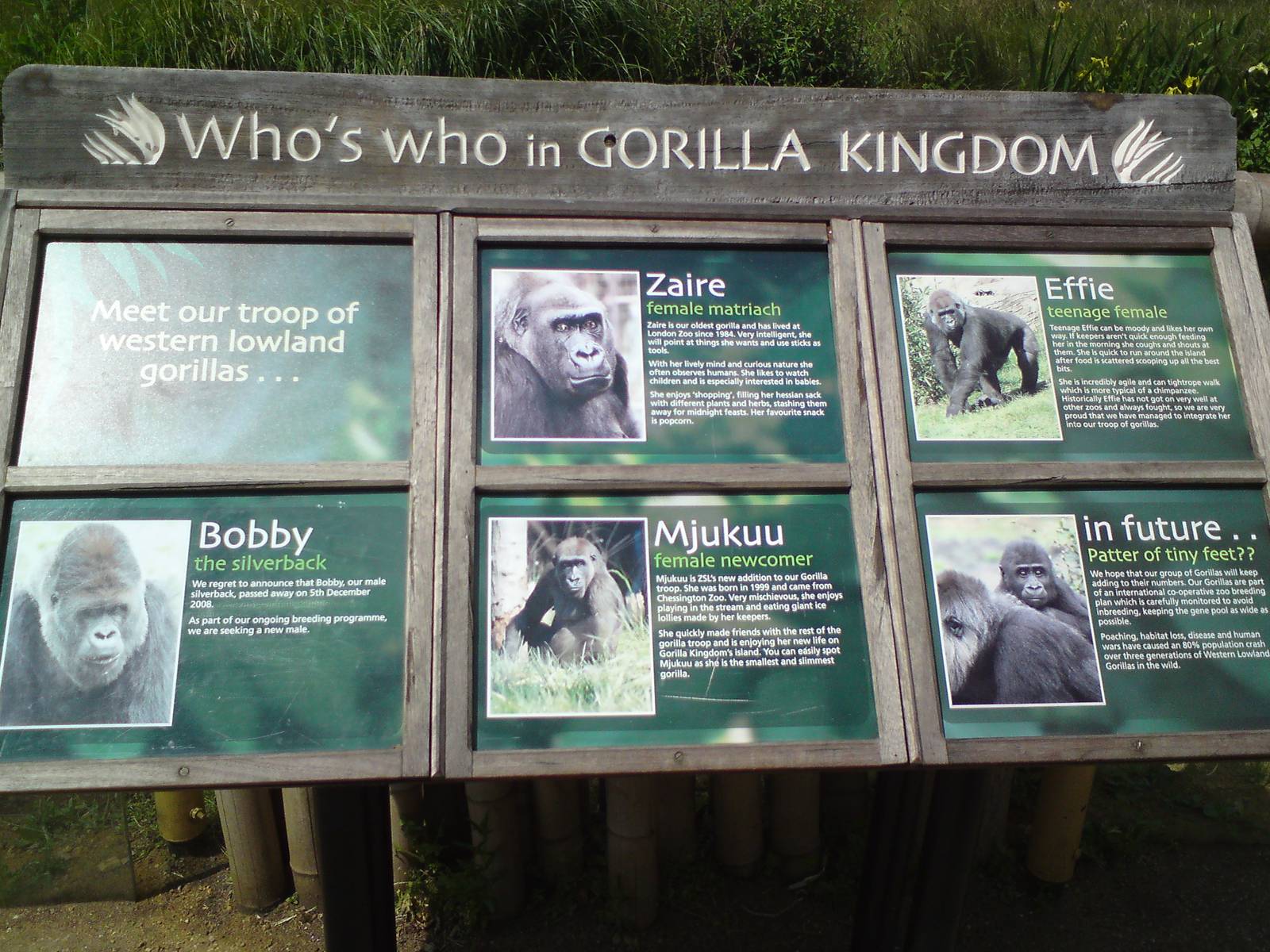 Information panel, Gorilla Kingdom