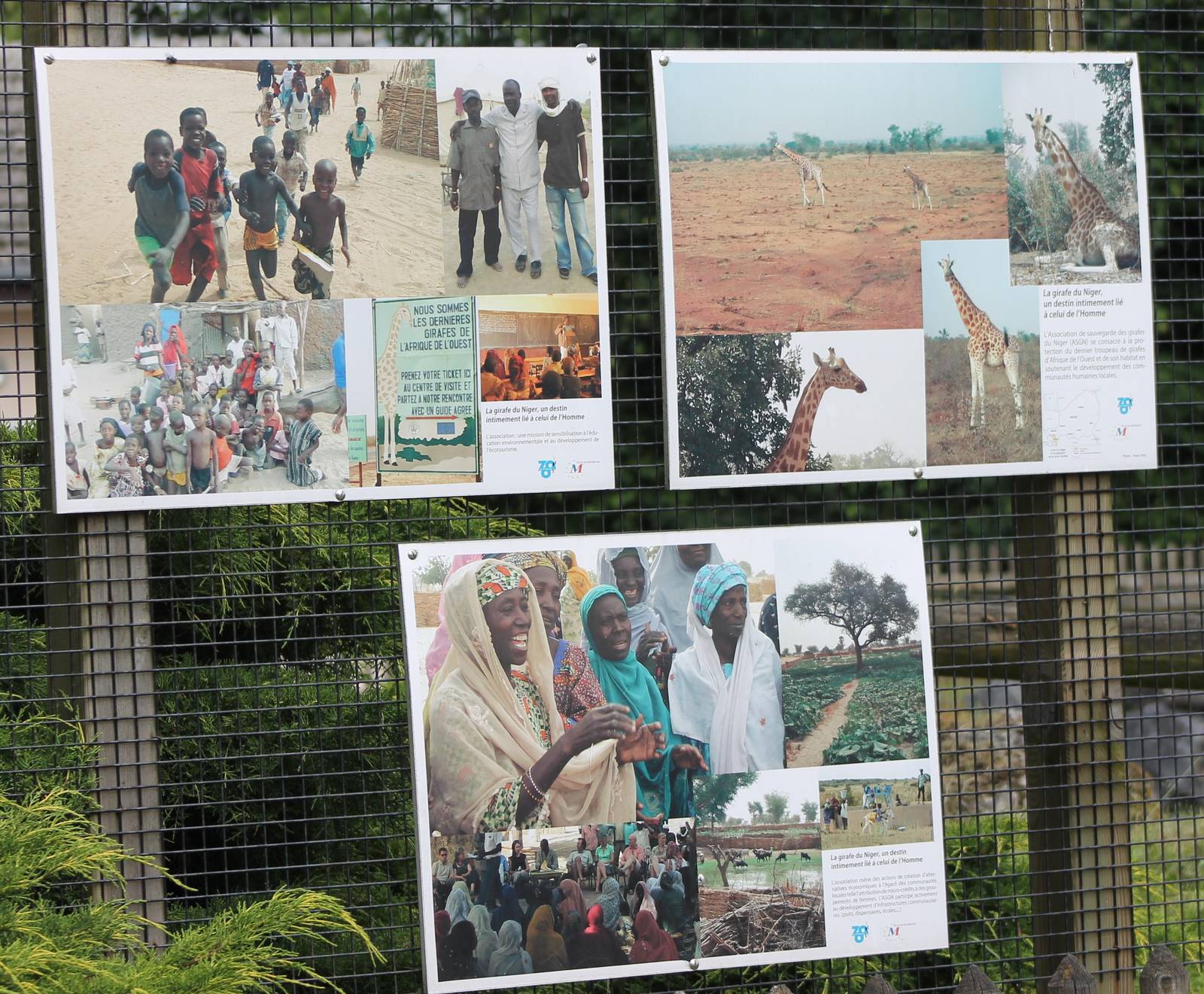 Information panels about the Giraffes