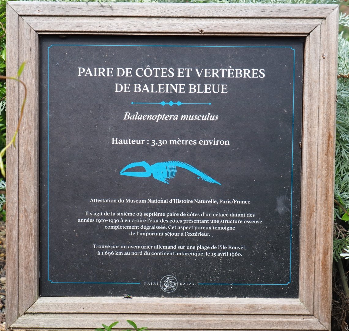 Information sign about blue whale (Balaenoptera musculus) ribs and vertebra displayed as props, 2021-09-02