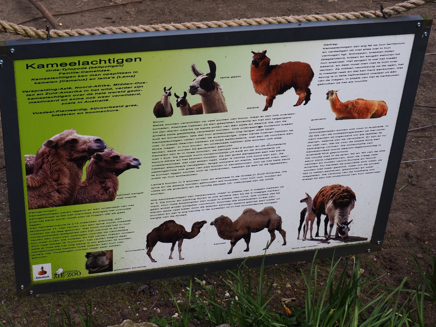 Information sign about camelids, 2019-04-06