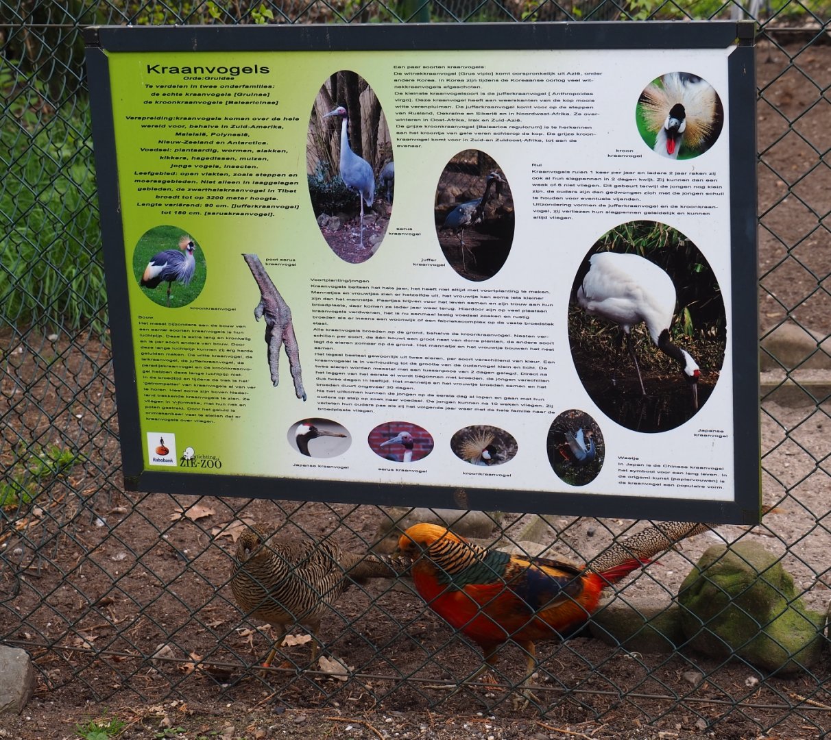 Information sign about cranes, 2019-04-06