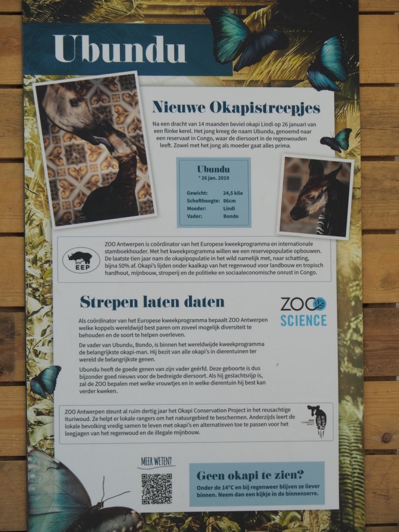 Information sign about okapi birth, 2019-04-20
