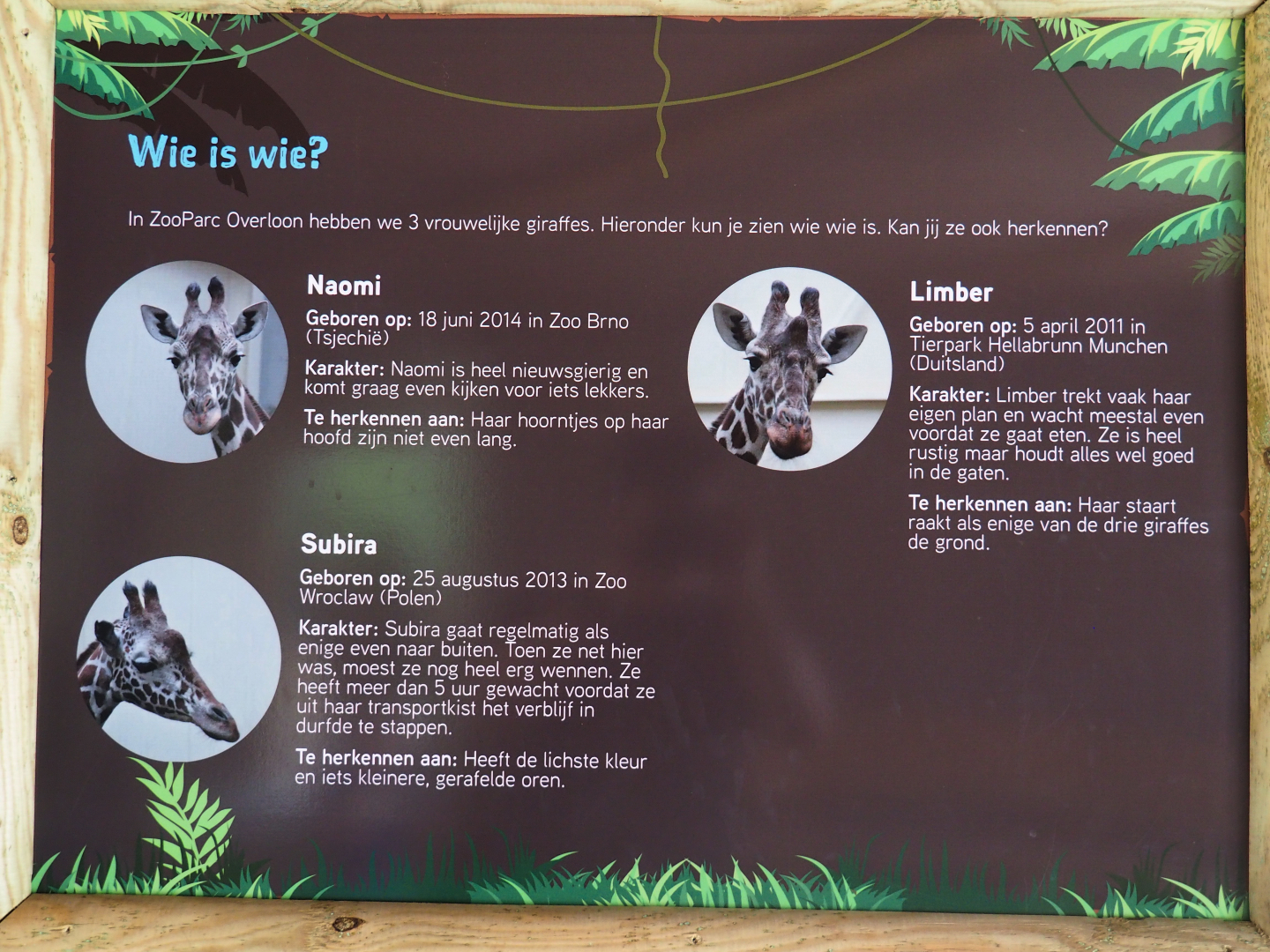 Information sign about the reticulated giraffes living at Zoo Parc Overloon, 2019-08-11
