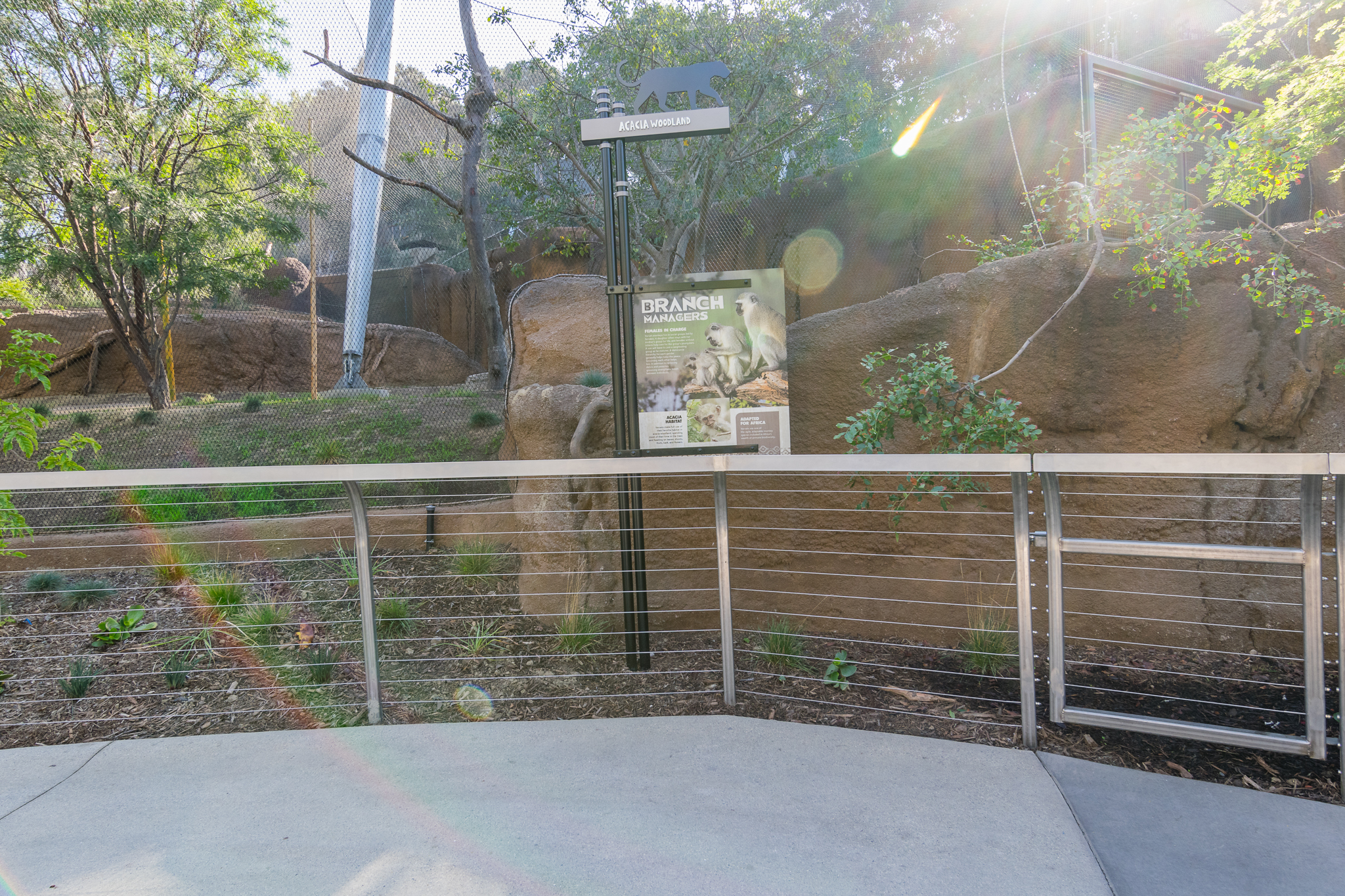 Information sign for vervet monkey.