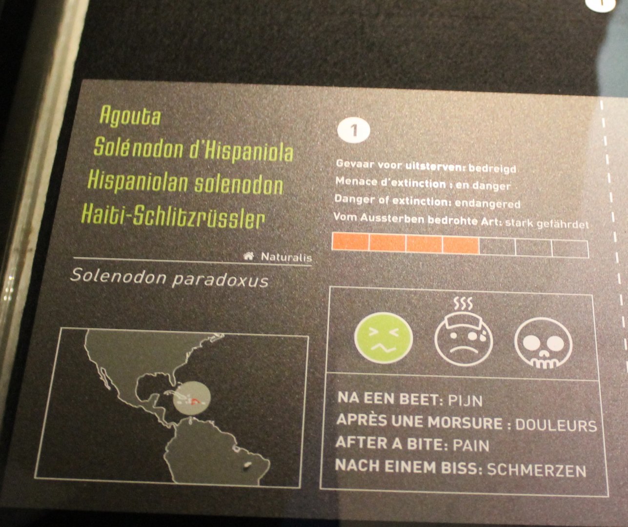 Information-sign Hispaniolan solenodon
