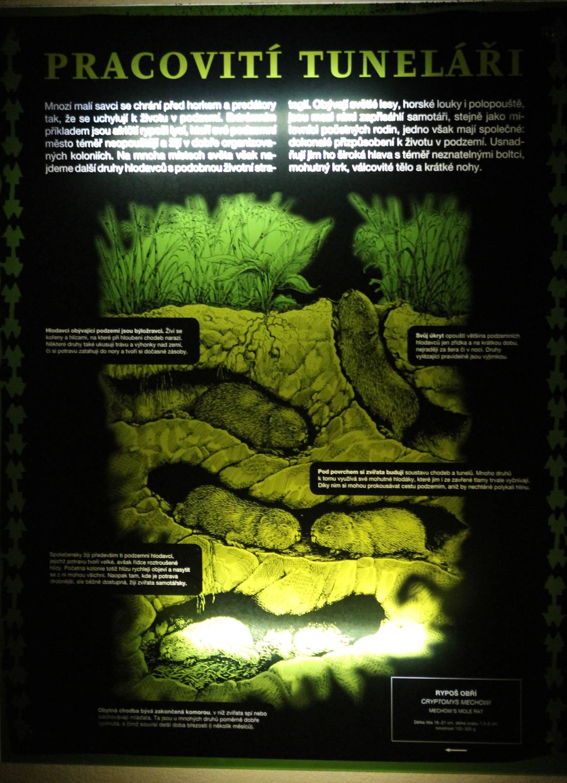 Information sign Mechow's blesmol