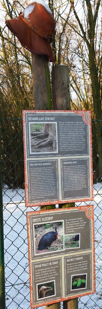 Information signs Double-wattled cassory (including bush hat), 2021-02-14