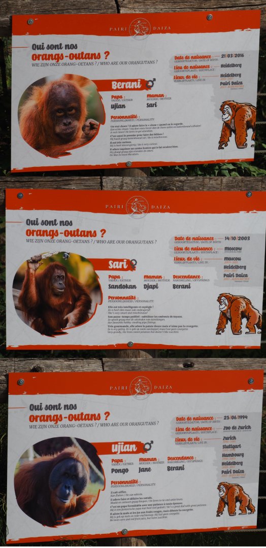 Information signs first Sumatran orangutan group (Uijan, Sari and Berani), 2020-09-02