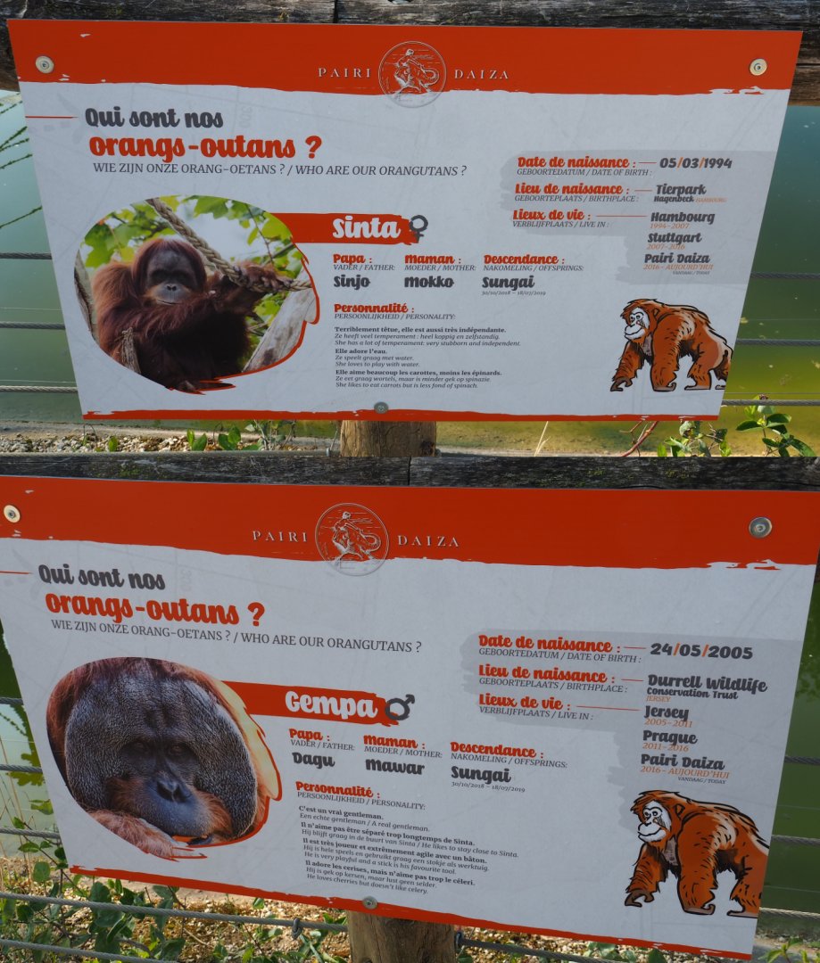 Information signs second Sumatran orangutan group (Gempa and Sinta), 2020-09-02