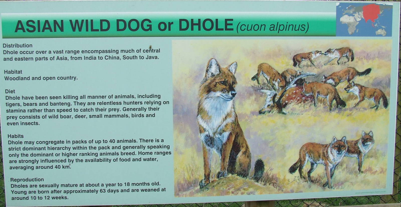 Information table, Dhole