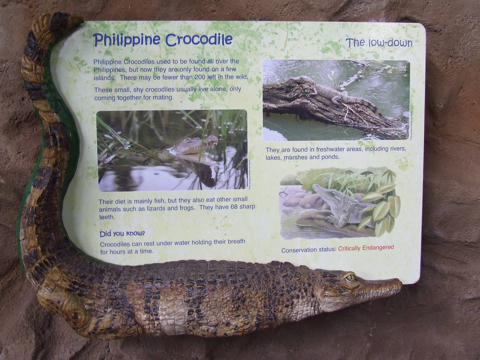 Information table, Philippine Crocodile, Tropical Realm