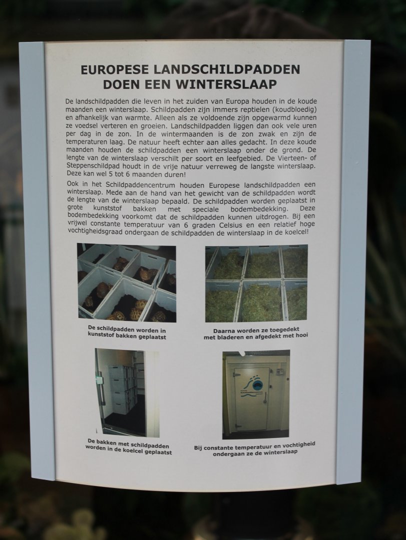 Information Turtle - Tortoise Hibrination