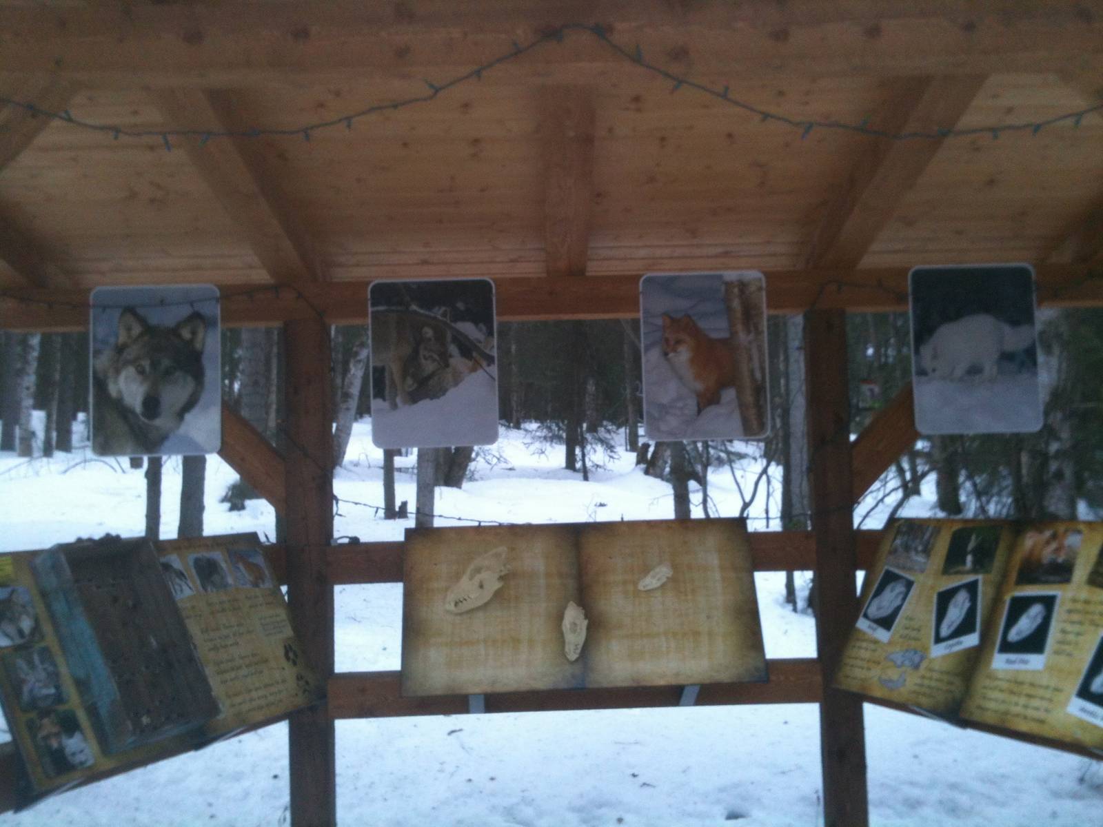 Informational Kiosk on Alaska's Native Canids.