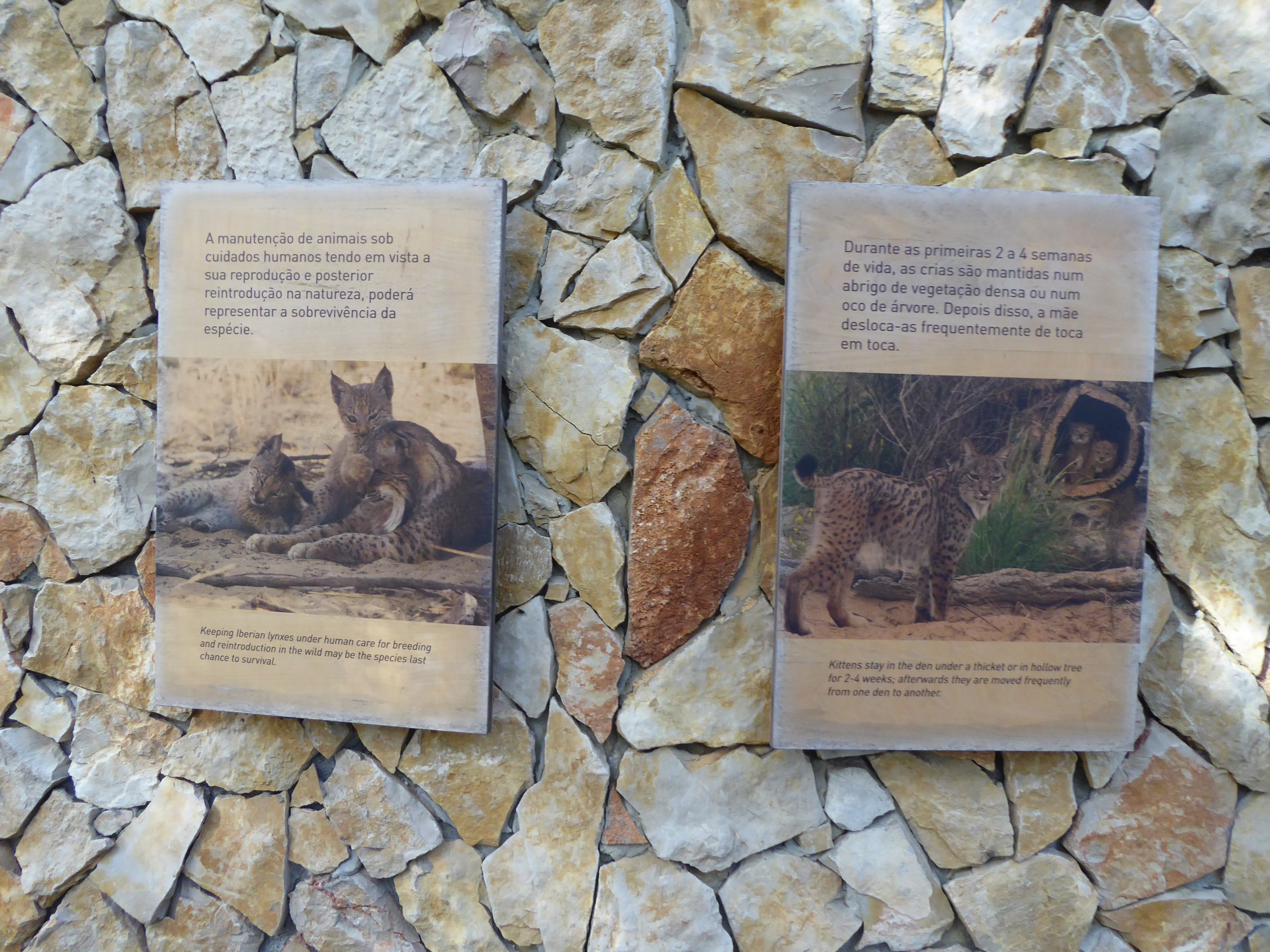 Informational signage for Iberian Lynx (Lynx pardinus) within the "Tapada do Lince-ibérico" complex