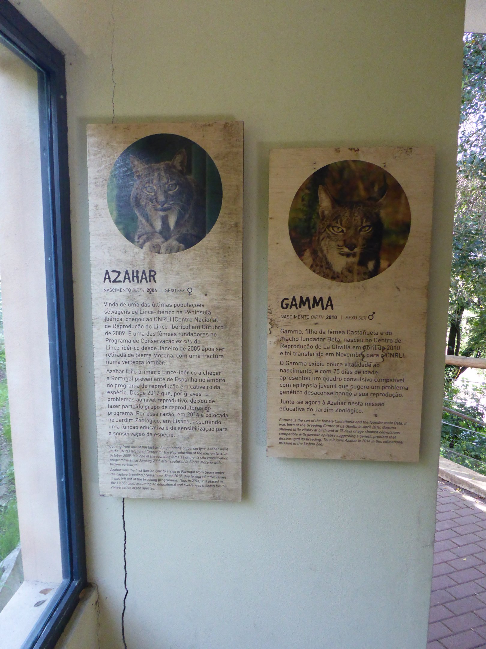 Informational signage for Iberian Lynx (Lynx pardinus) within the "Tapada do Lince-ibérico" complex
