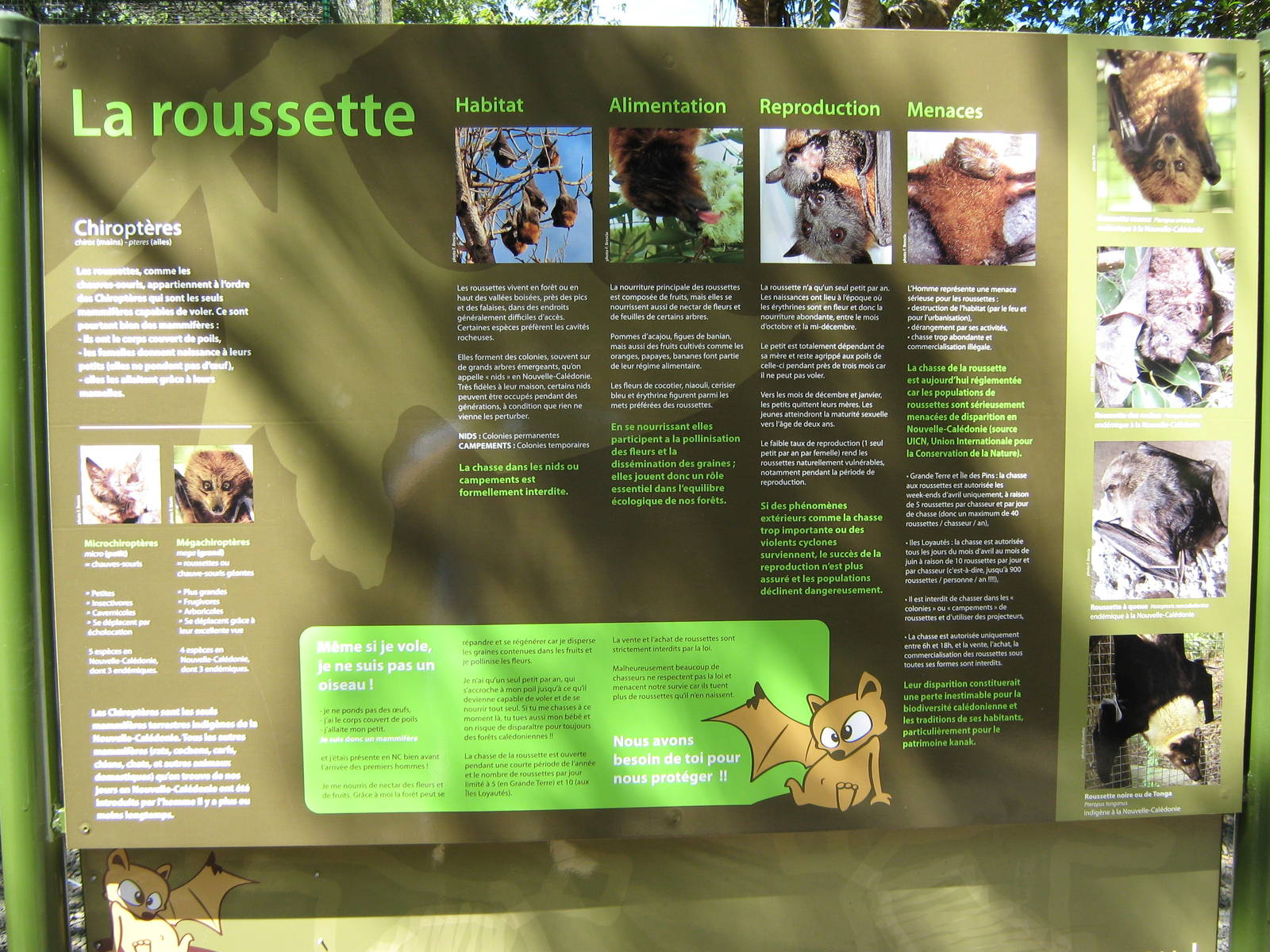 informational signboard about flying foxes (fruit bats)