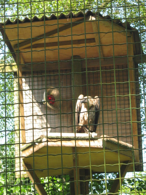 Infra-red heating for Vultures.