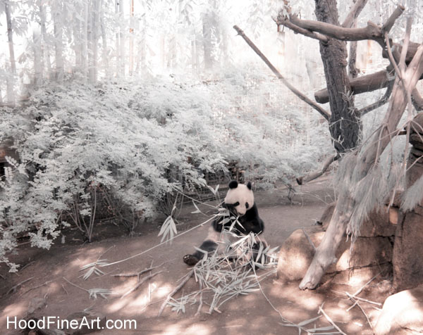 Infrared giant panda