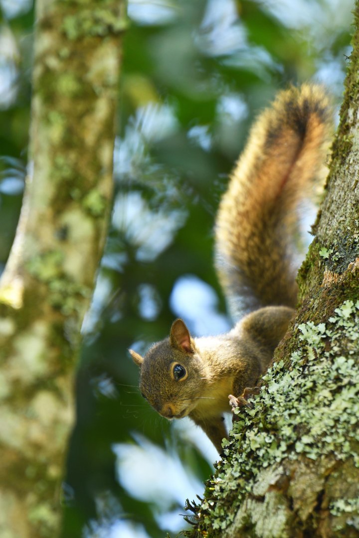 Ingram's squirrel (Sciurus ingrami)