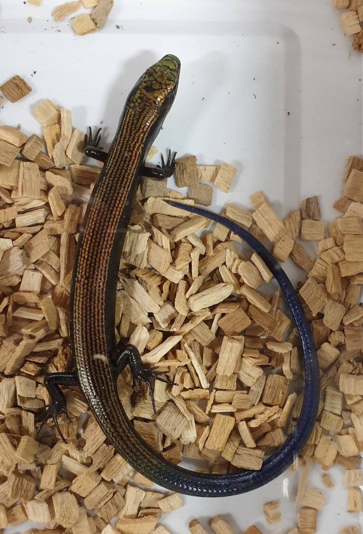 Ingrid's galliwasp - Celestus ingridae