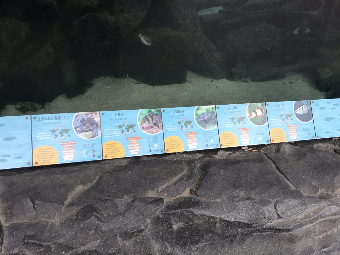 Inhabitants of aquarium exhibit in Orangutan Forest 050819