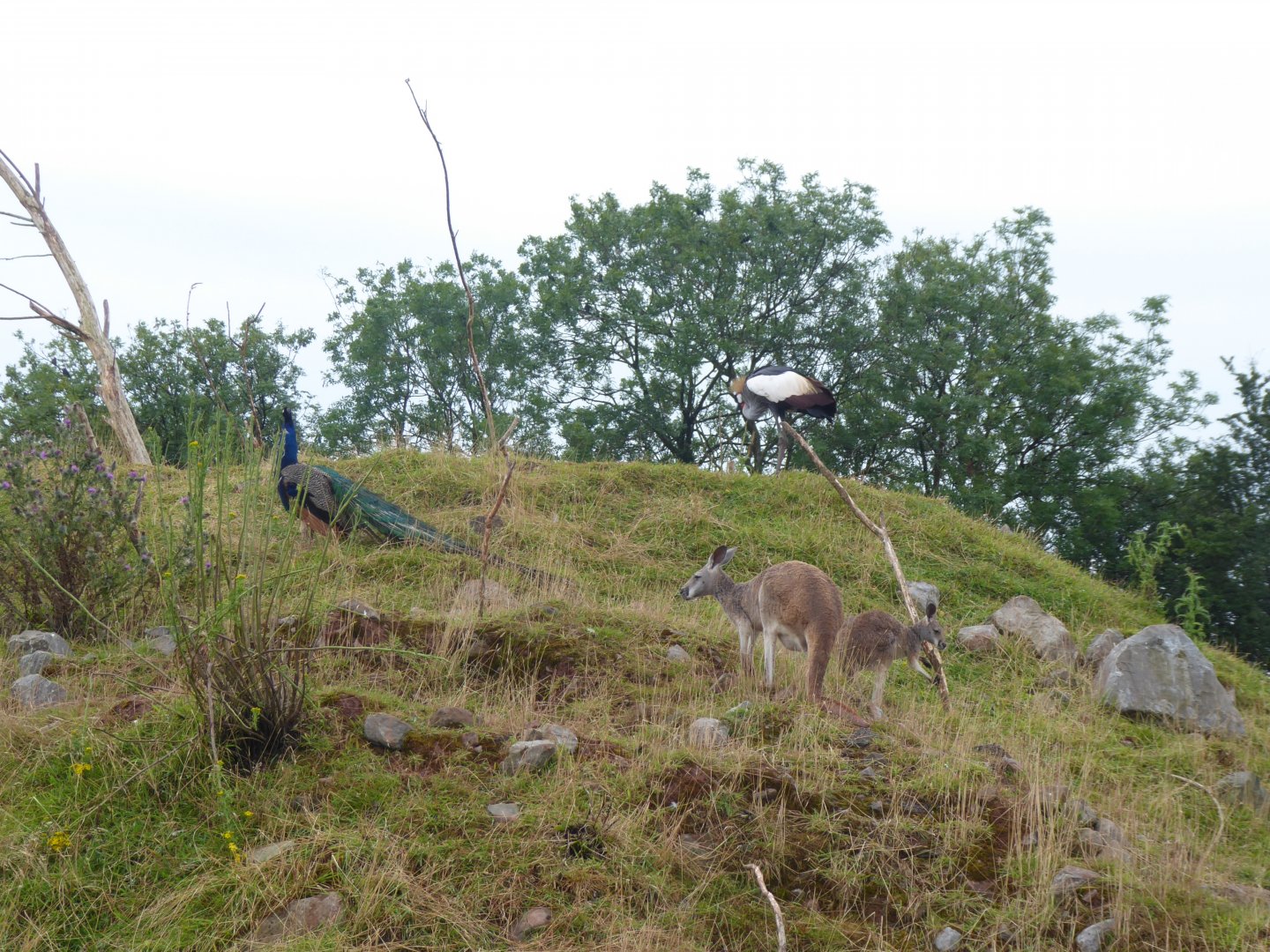 Inhabitants of large mixed walkthrough enclosure 020817