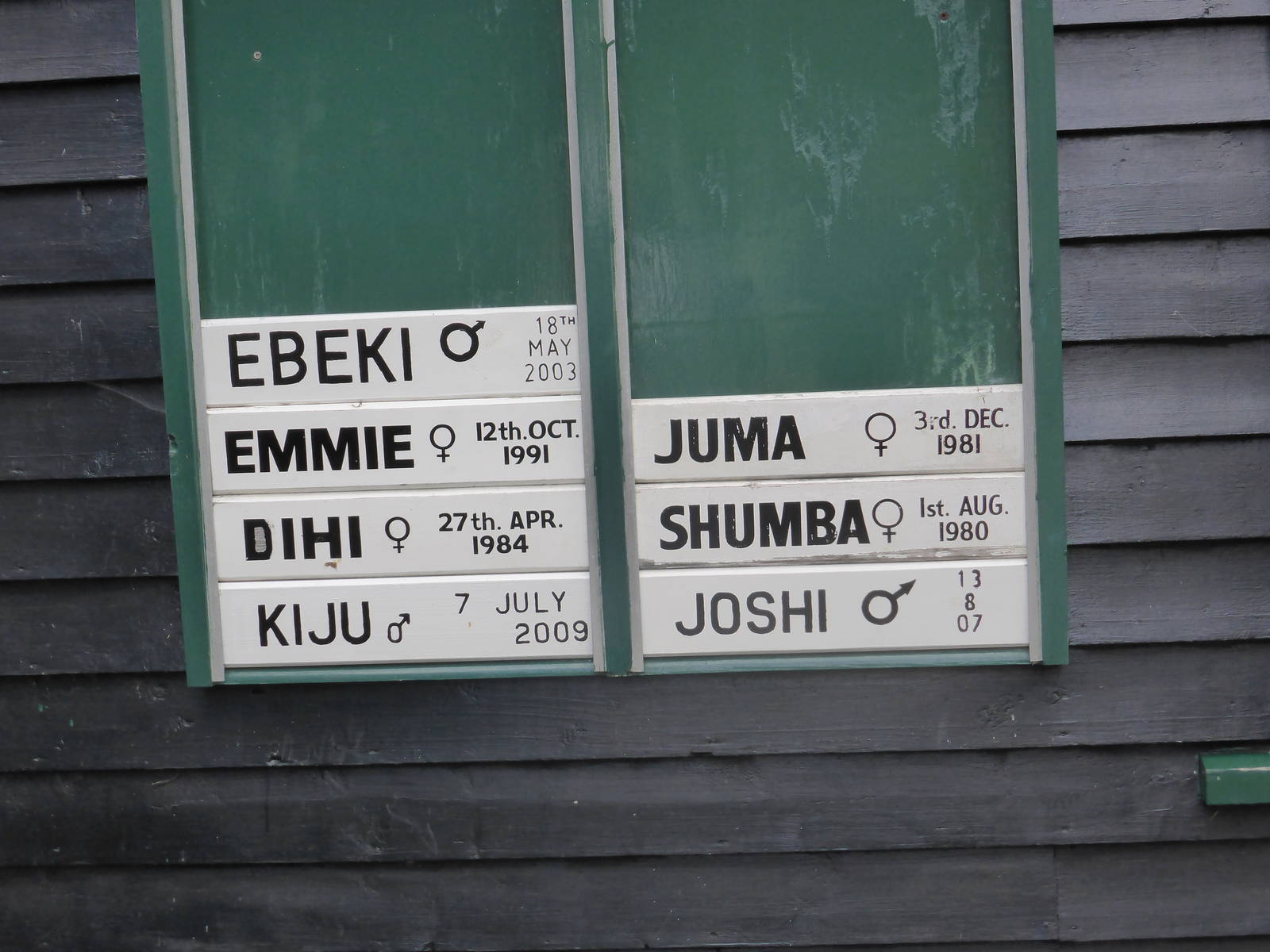 Inhabitants of second of 'New Gorillas' enclosure .