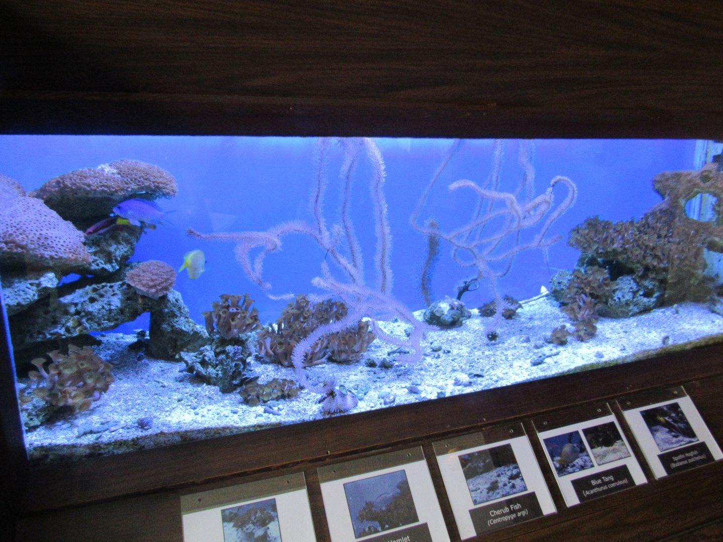 Inhabitants of the Outer Reef Tank- John Pennekamp Coral Reef State Park Visitor Center and Aquarium