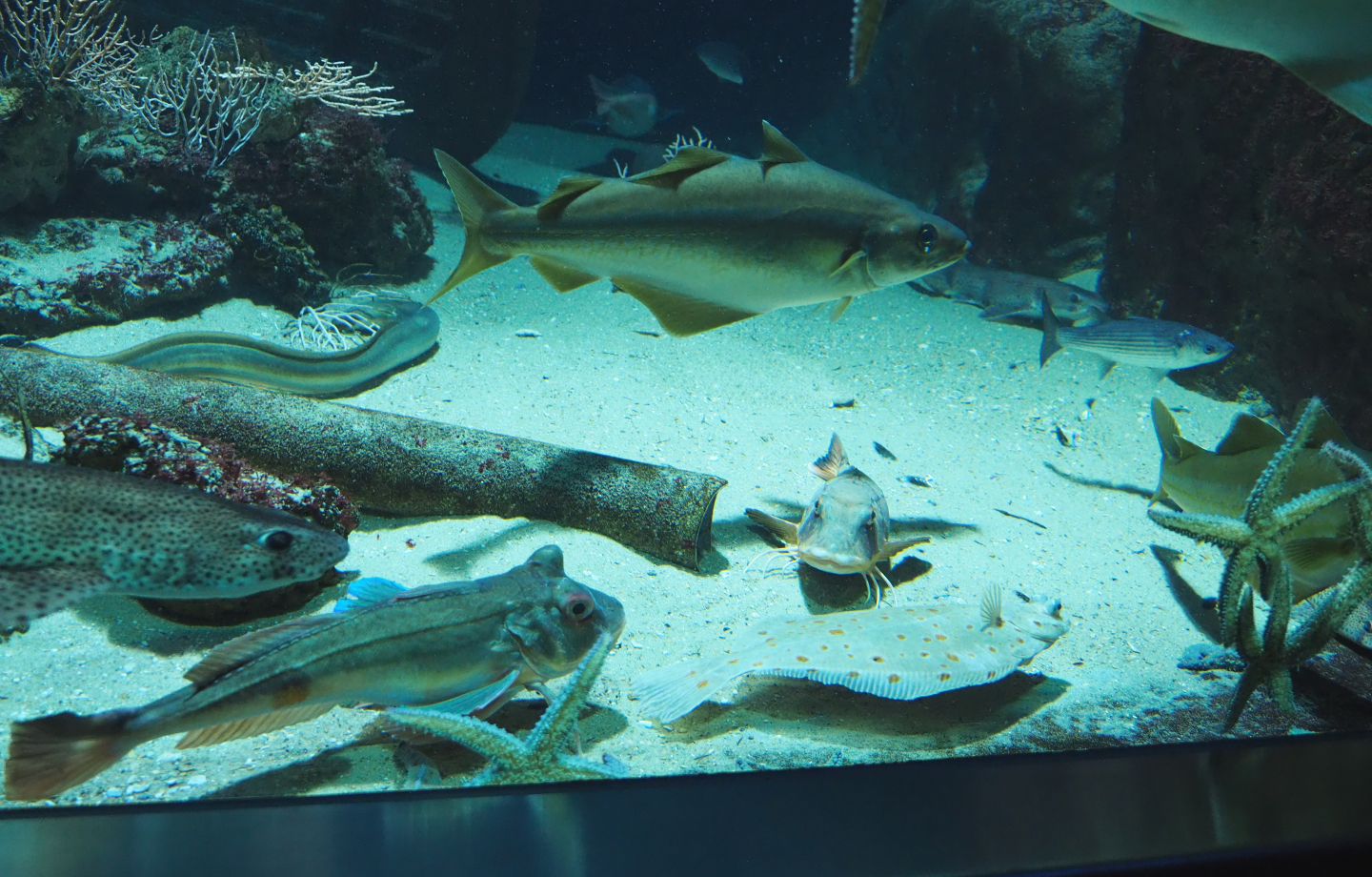 Inhabitants of the second North Sea tank, 2020-06-28