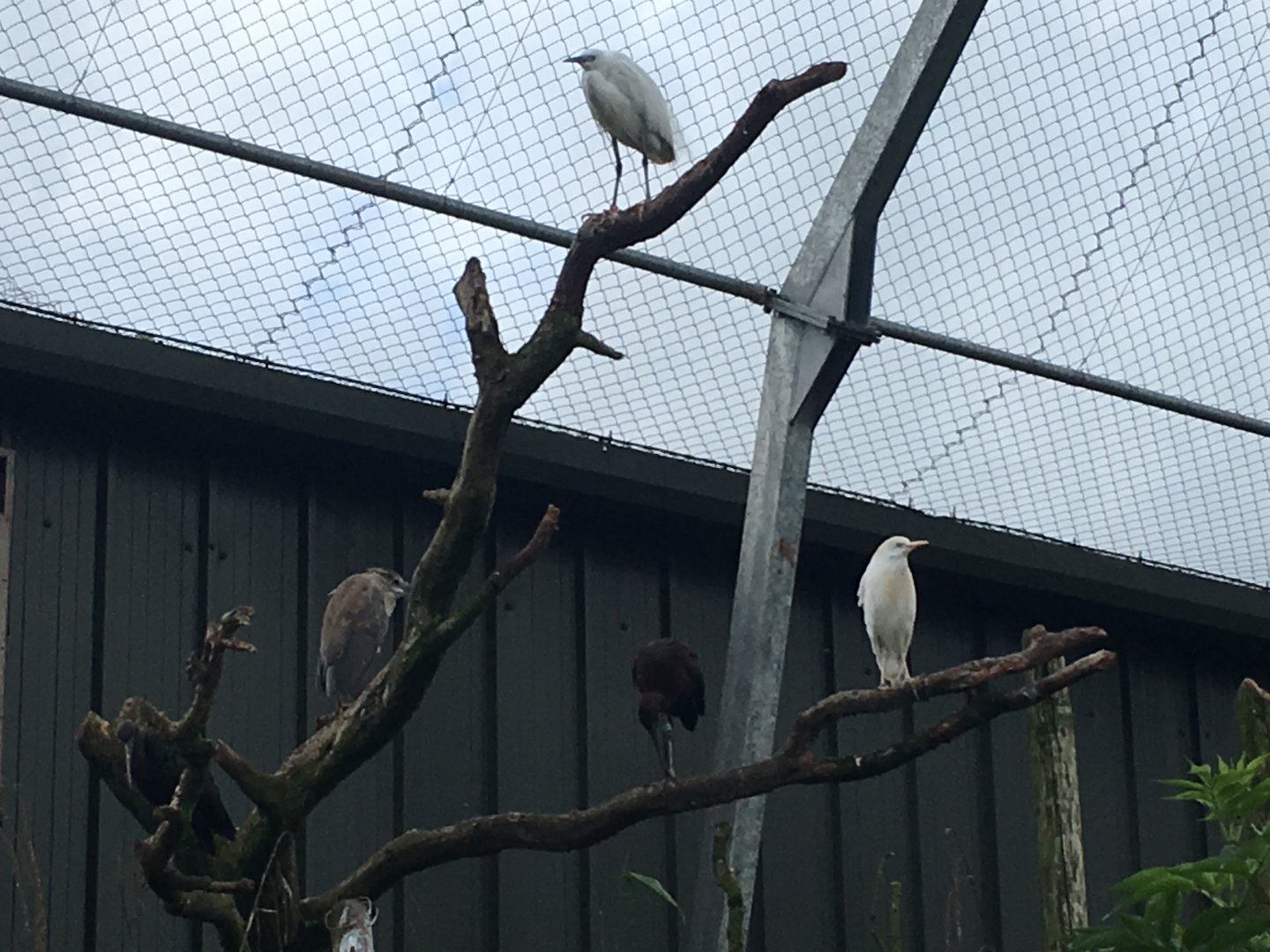 Inhabitants of the South American walkthrough aviary 020817