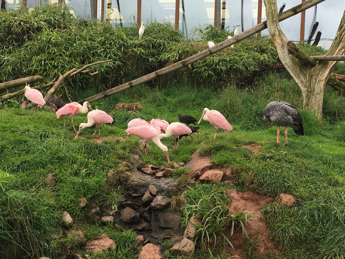 Inhabitants of the South American walkthrough aviary 030817