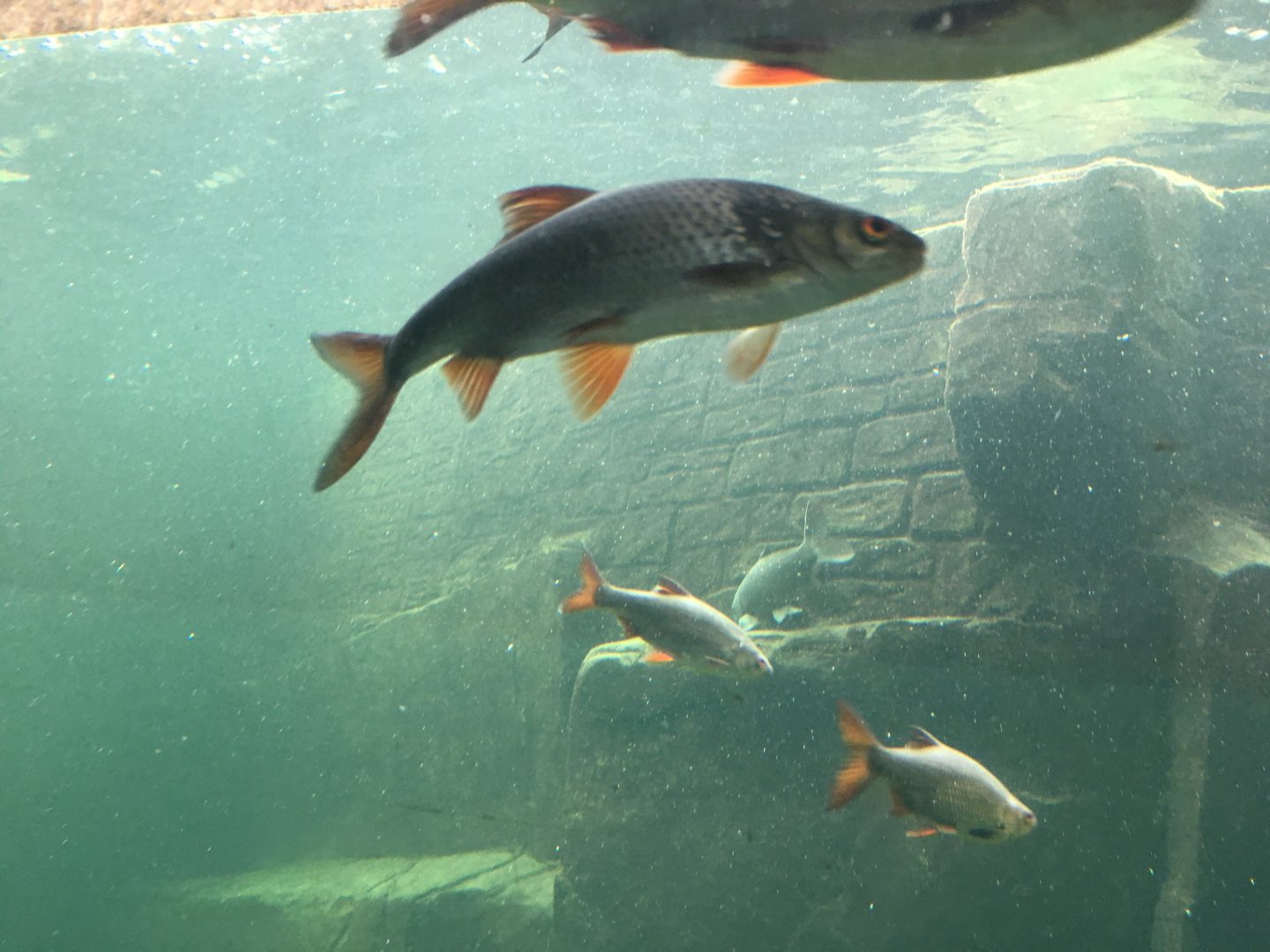 Inhabitants of underwater tunnel exhibit 030817