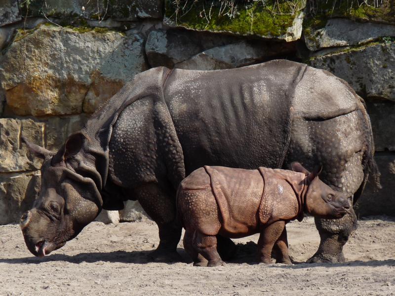 Inidan Rhino with calf