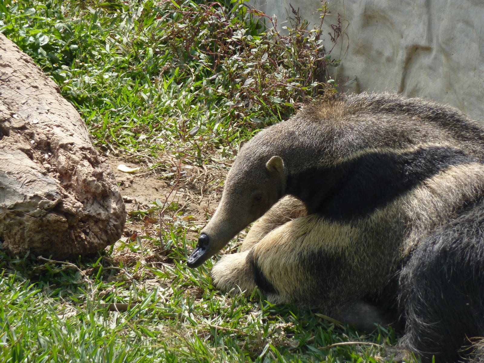 Injured Anteater