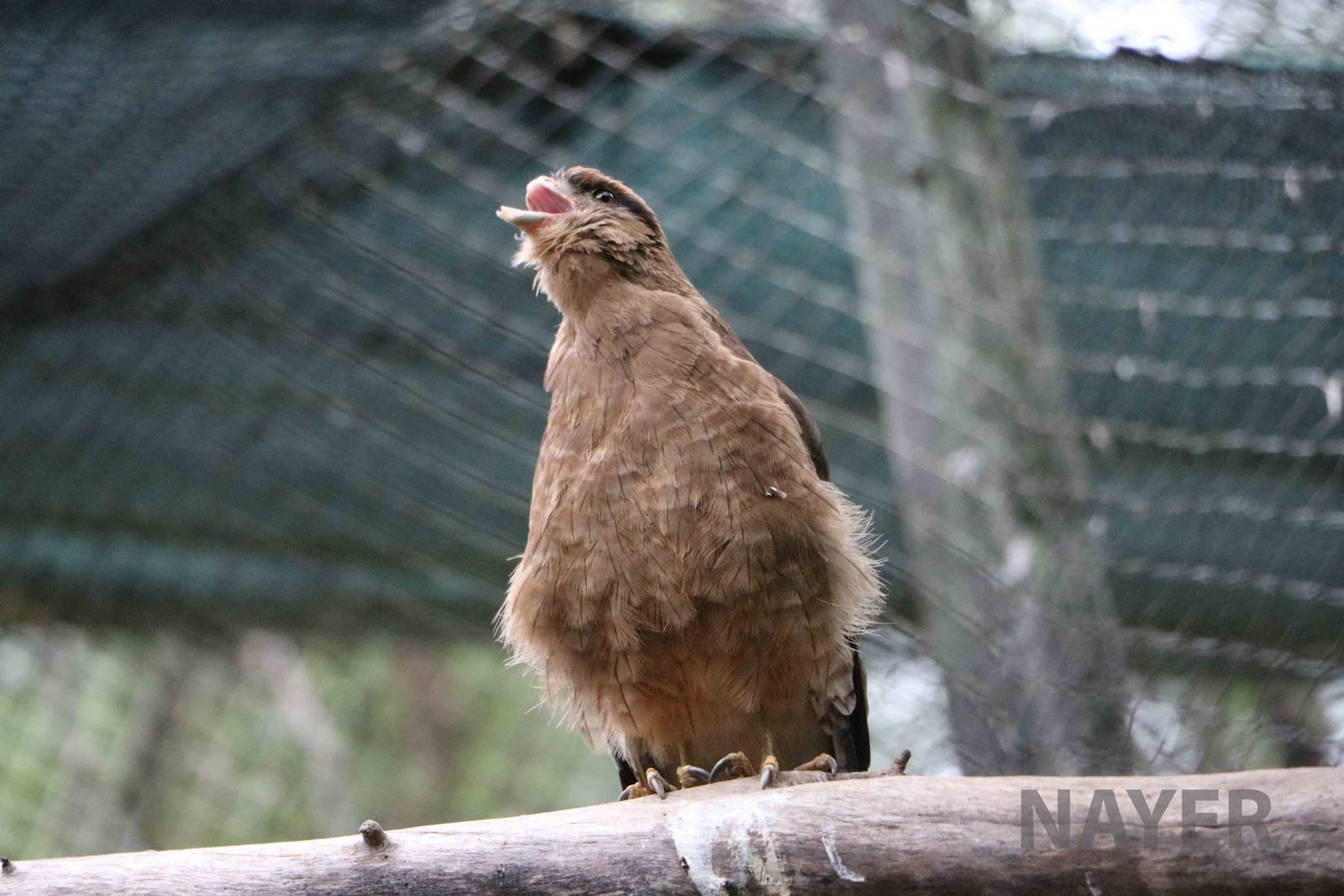 Injured chimango - Mendoza Zoo, April 2016