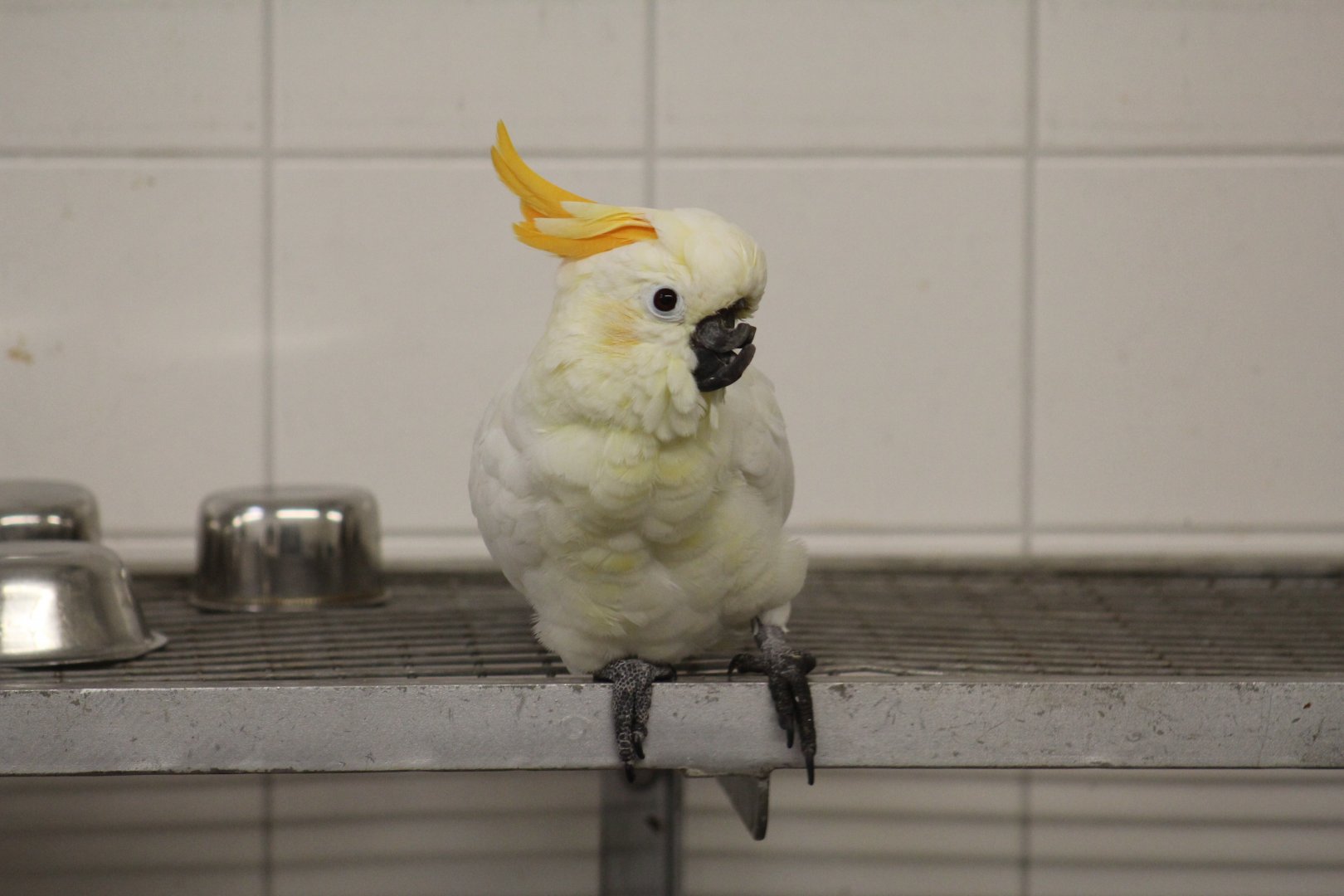 Injured Citron-Crested Cockatoo