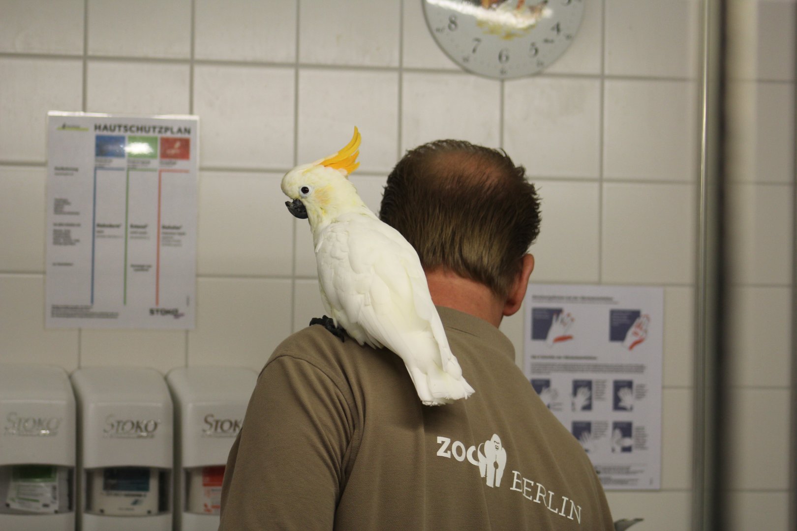 Injured Citron-Crested Cockatoo