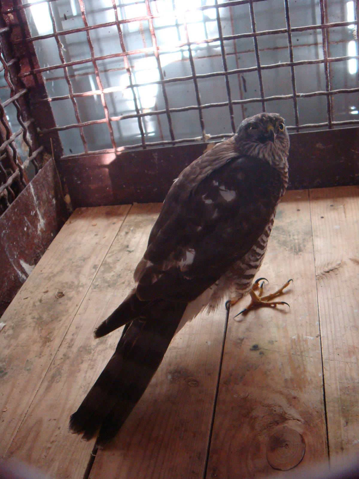 Injured Eurasian sparrowhawk