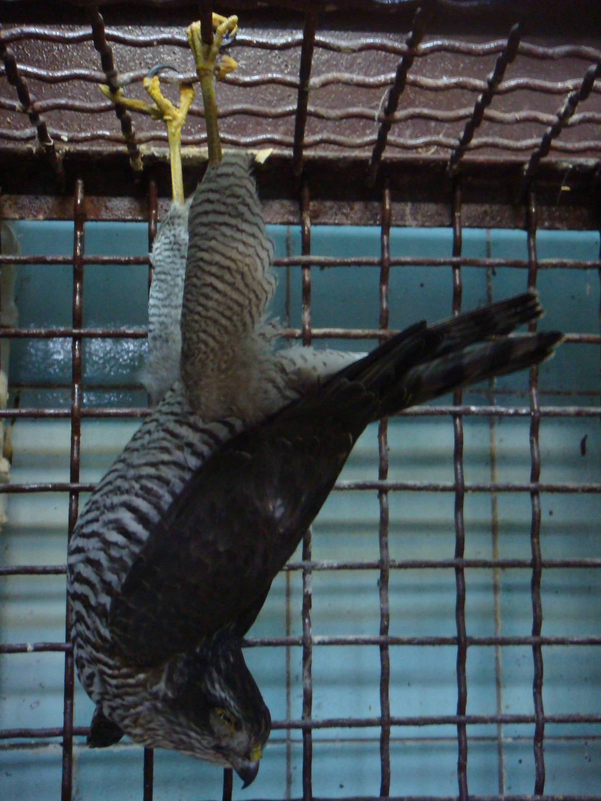 Injured Eurasian sparrowhawk